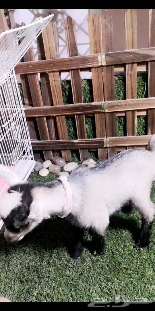 متوفر مواليد ماعز قزمي جميع الاوان 2