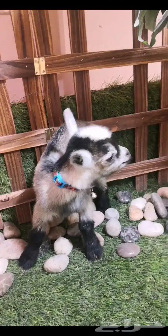 متوفر مواليد ماعز قزمي جميع الاوان 9