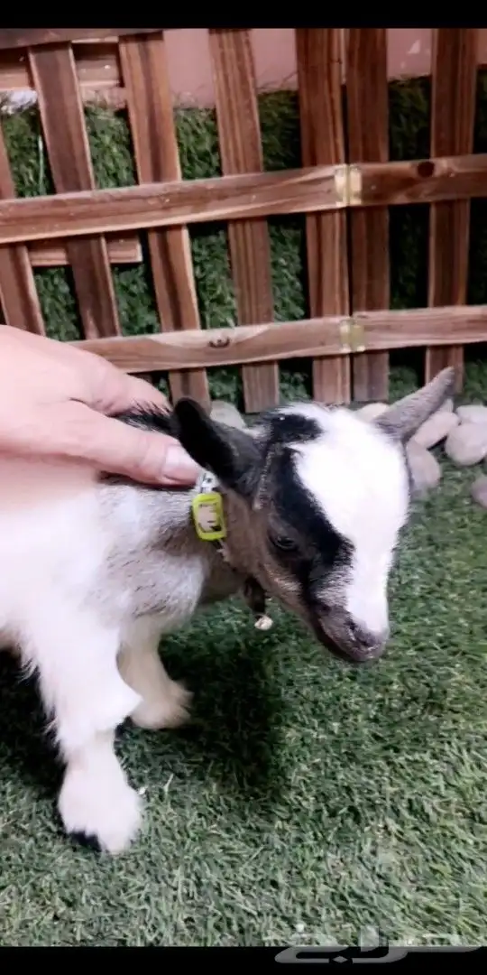 متوفر مواليد ماعز قزمي جميع الاوان 8