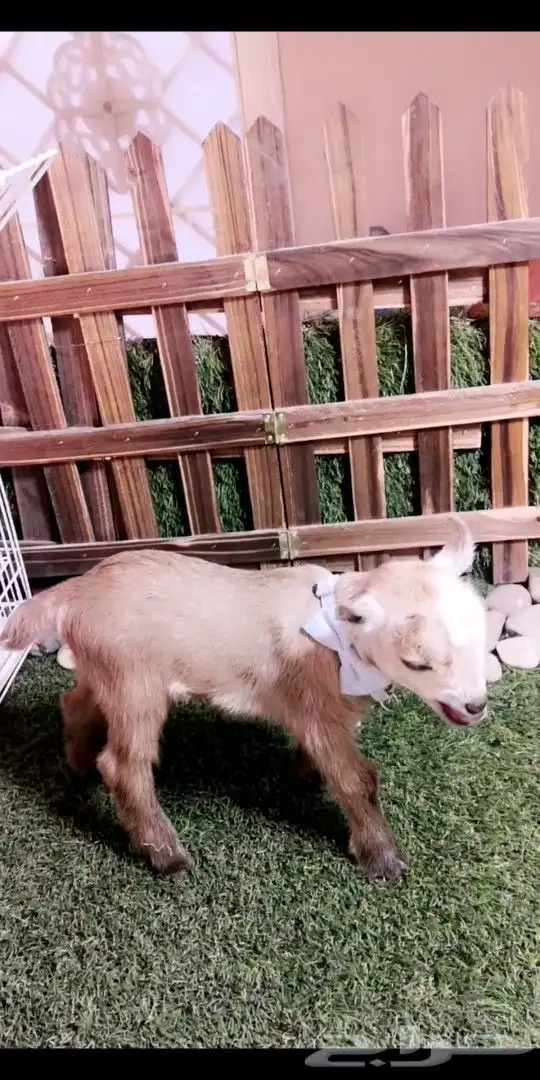 متوفر مواليد ماعز قزمي جميع الاوان 5