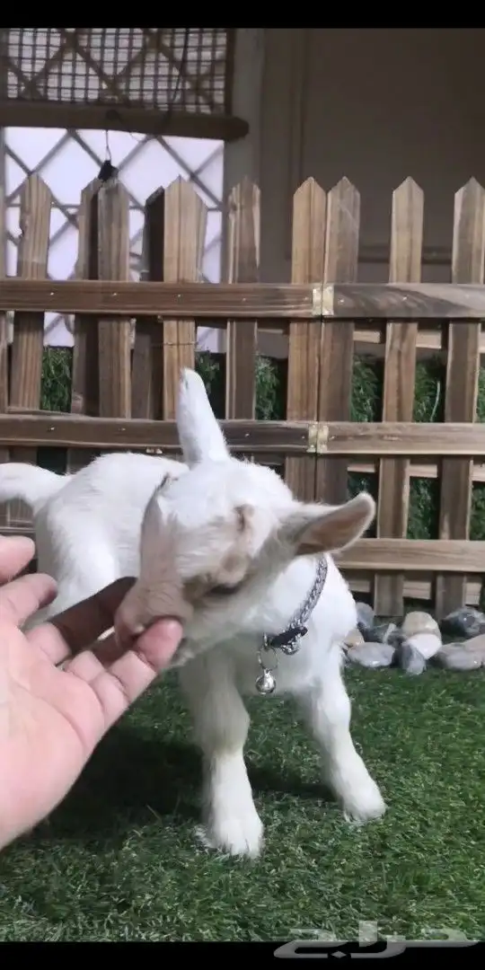 متوفر مواليد ماعز قزمي جميع الاوان 1