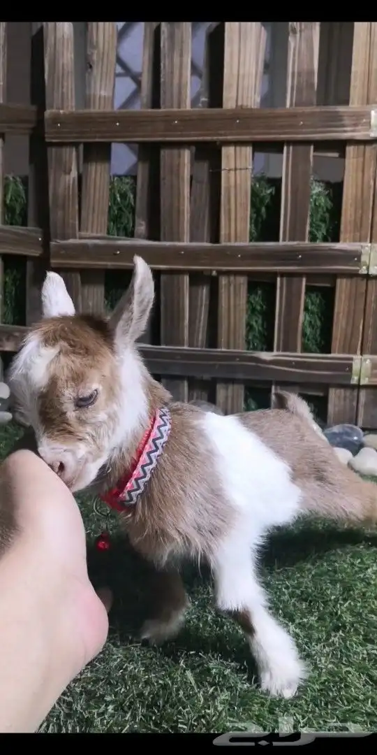 متوفر مواليد ماعز قزمي جميع الاوان 0