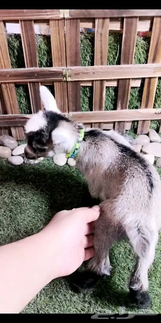 متوفر مواليد ماعز قزمي جميع الاوان 6