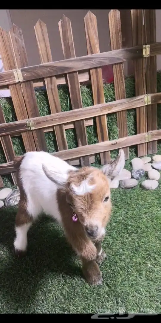 متوفر مواليد ماعز قزمي جميع الاوان 3
