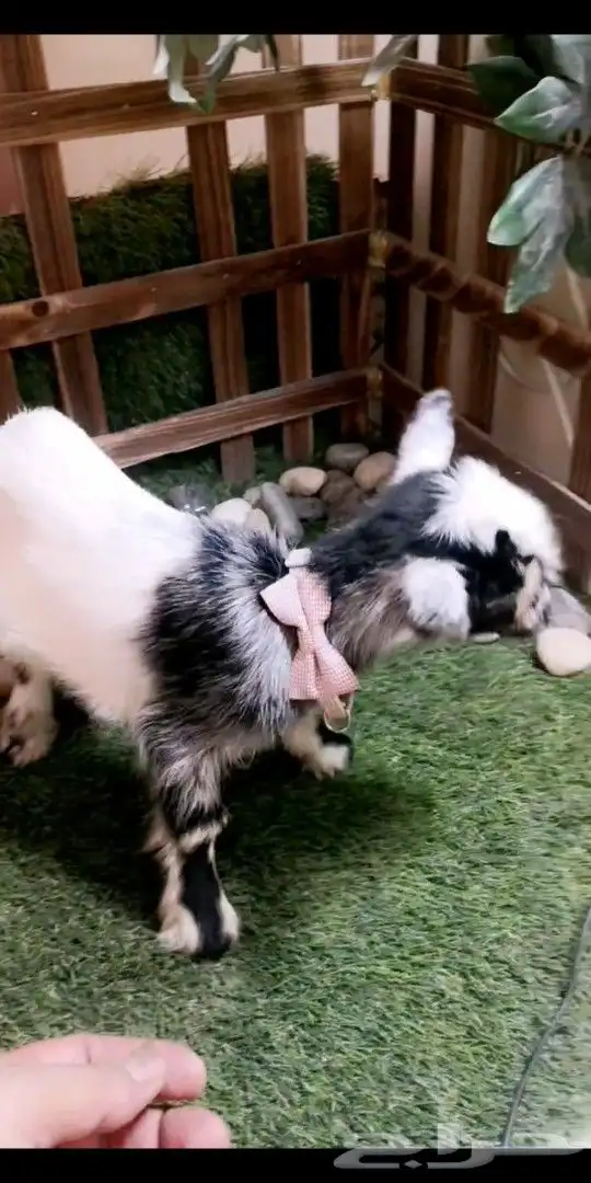 متوفر مواليد ماعز قزمي جميع الاوان 7