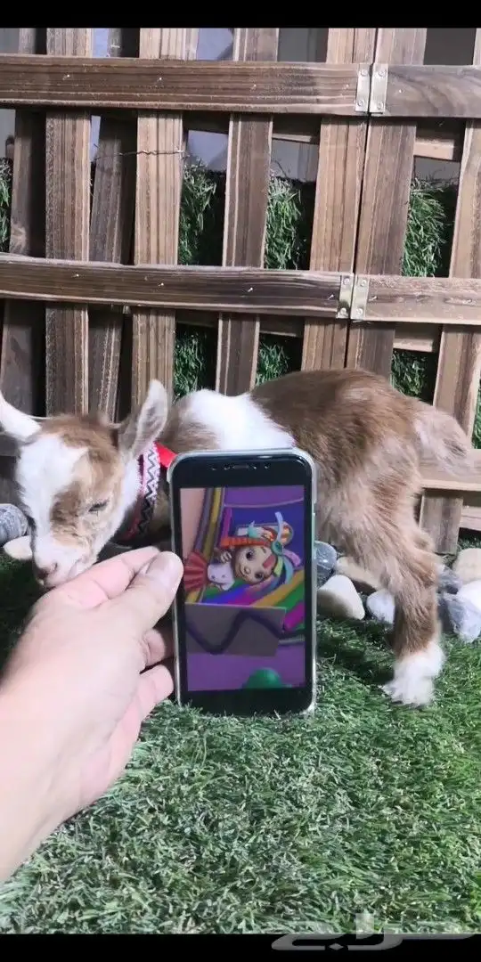 متوفر مواليد ماعز قزمي جميع الاوان 4