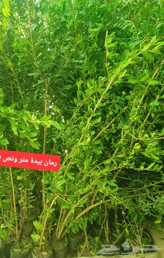 شتل رمان بيده 0