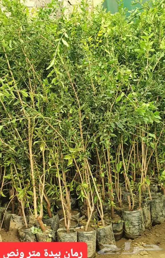 شتل رمان بيده 6