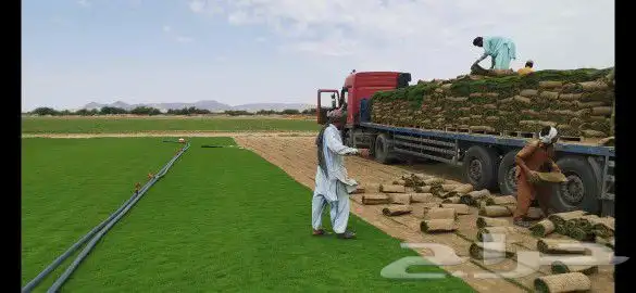 ثيل طبيعي نجيله C2000 صافي درجه اولى مياه ابار افضل جوده 8