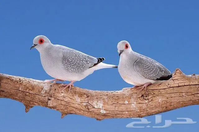 طيور زيبرا بادجي قمري فشر روز كروان 9