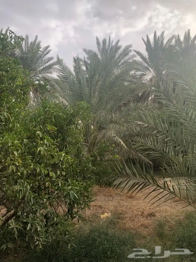 مزرعة مع مسبح و مبيت للايجار اليومي بسدير 4