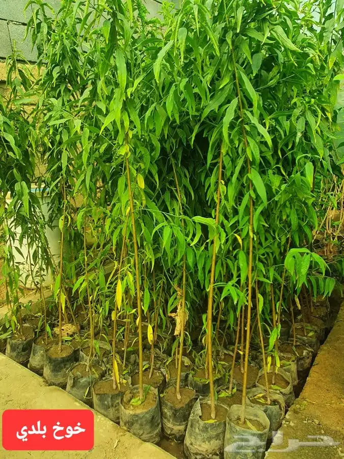 شتل رمان بيده 2