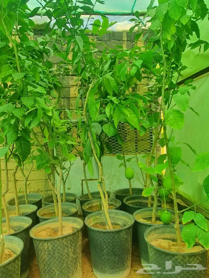 شتل رمان بيده 3