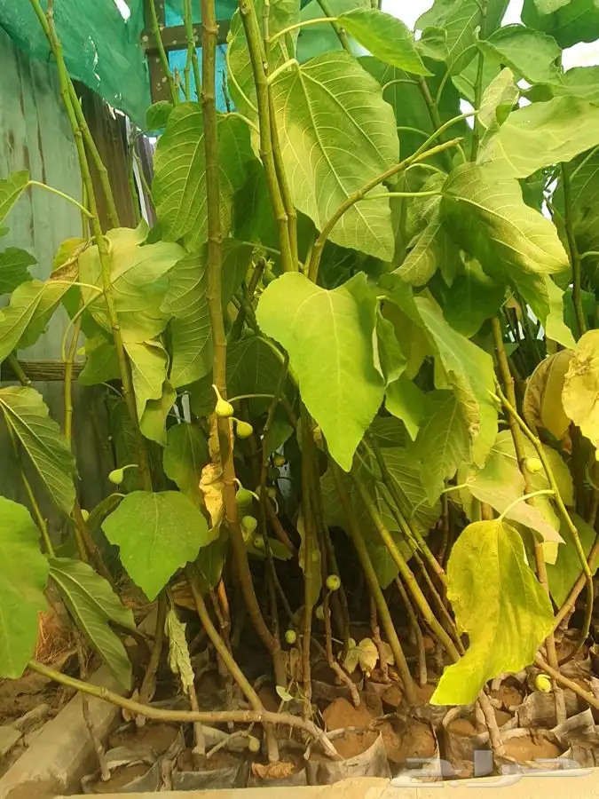 شتل رمان بيده 4