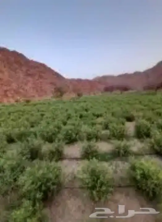 حناء ورق نظيف اخضر جمله 3