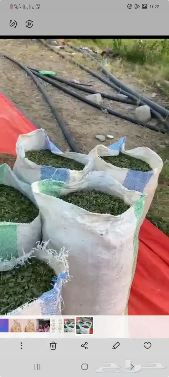 حناء ورق نظيف اخضر جمله 1