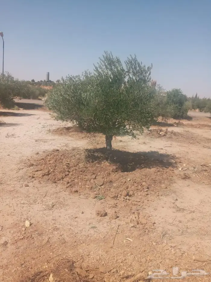 اشجار زيتون للبيع 2