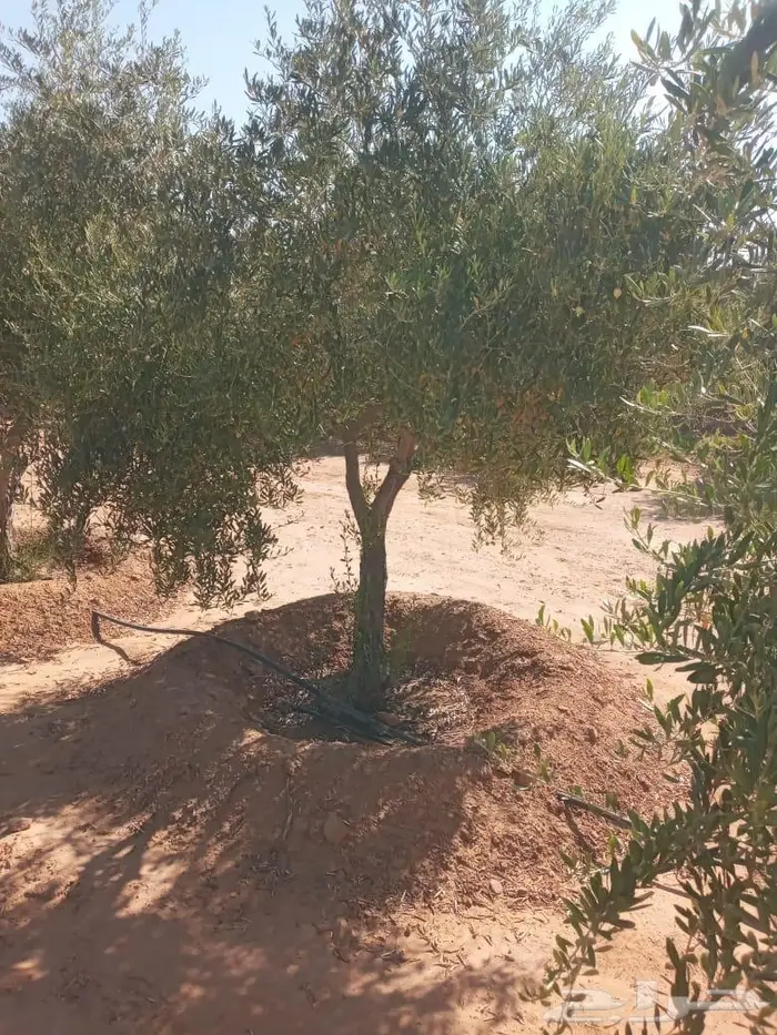 اشجار زيتون للبيع 0