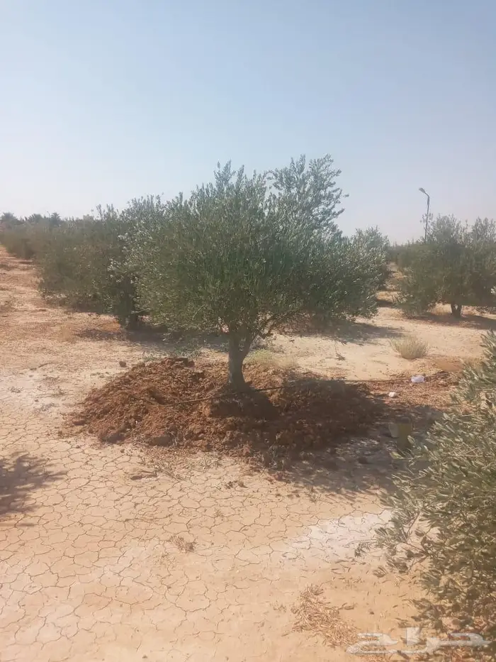 اشجار زيتون للبيع 8