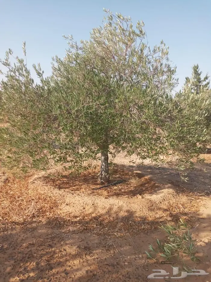 اشجار زيتون للبيع 3