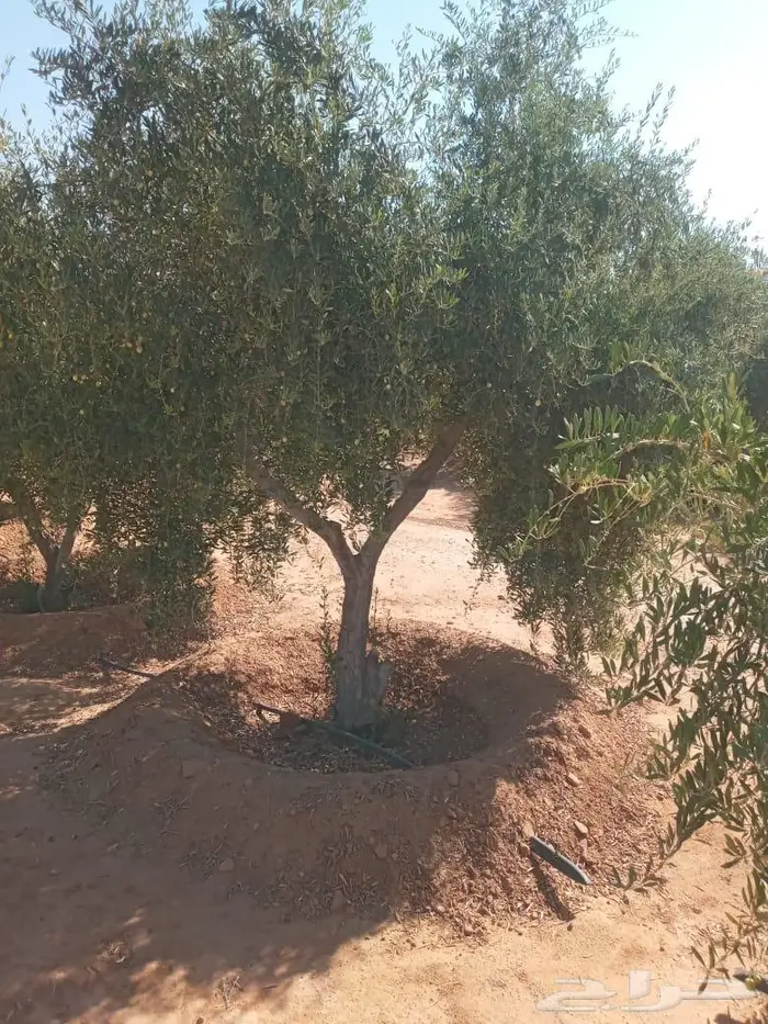 اشجار زيتون للبيع 6