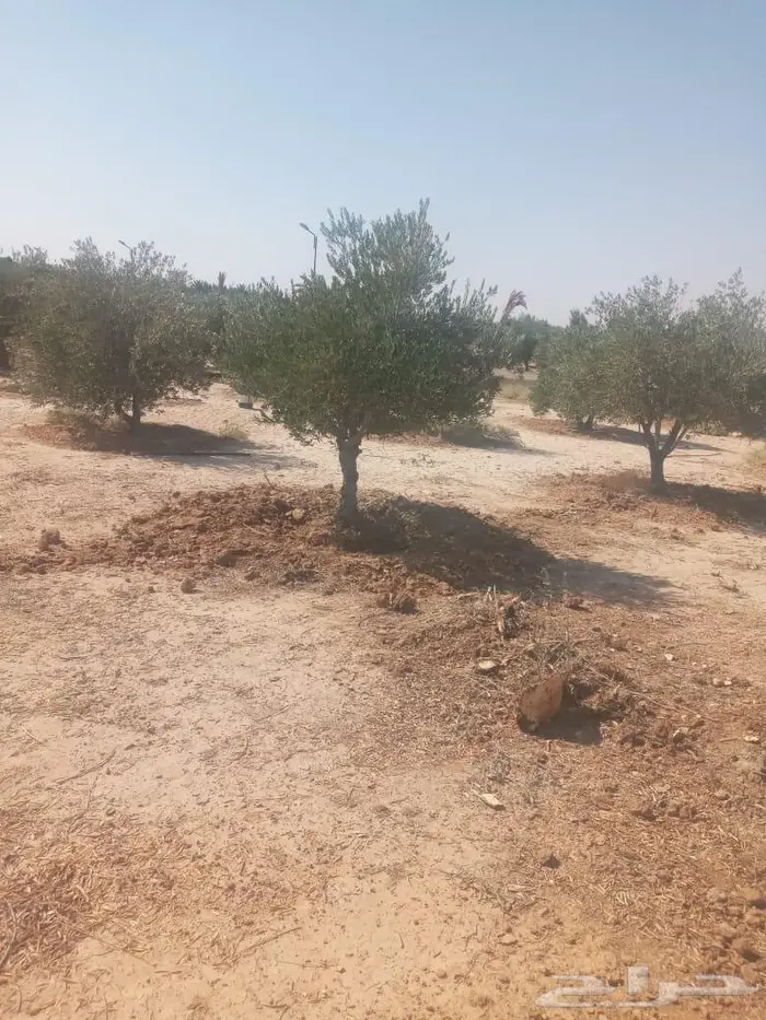 اشجار زيتون للبيع 7