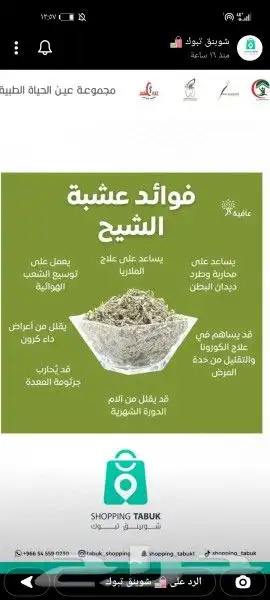 تبوك شيح بري 0
