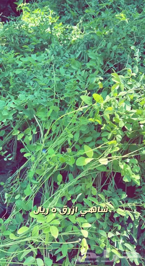 شتلات واشجار مثمره ومزهره. وورد موسمي باسعار مخفضه 12