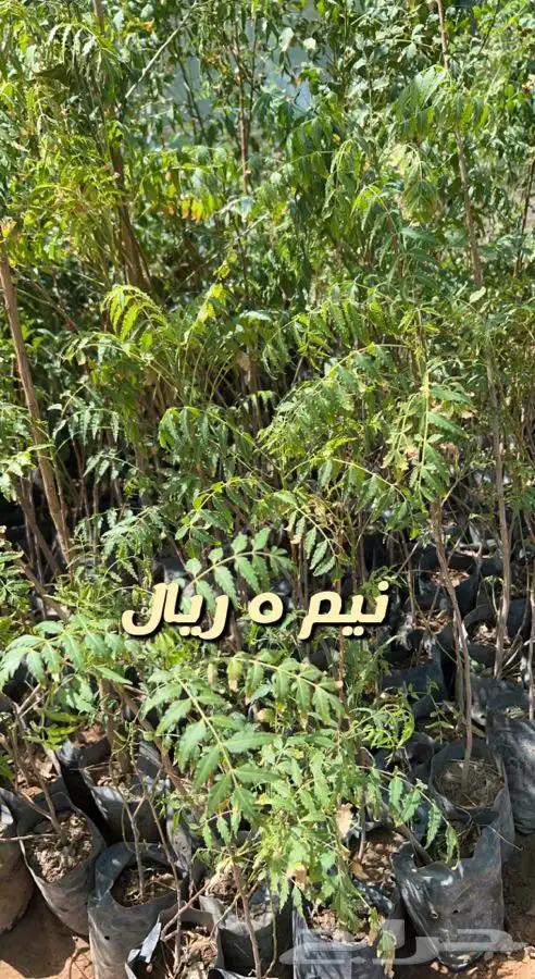 شتلات واشجار مثمره ومزهره. وورد موسمي باسعار مخفضه 10