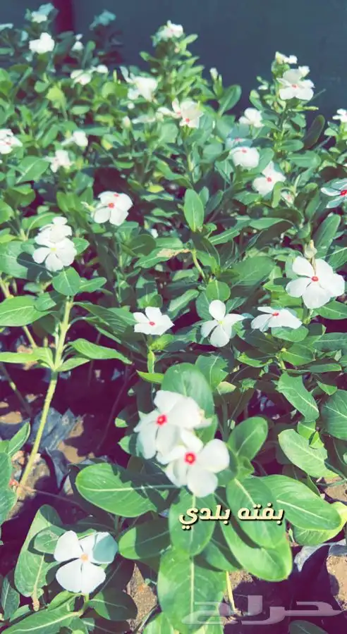 شتلات واشجار مثمره ومزهره. وورد موسمي باسعار مخفضه 19