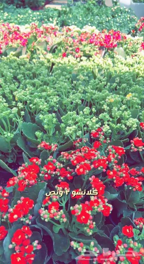 شتلات واشجار مثمره ومزهره. وورد موسمي باسعار مخفضه 20