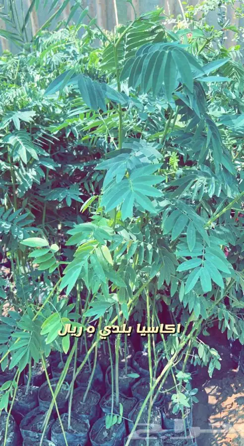 شتلات واشجار مثمره ومزهره. وورد موسمي باسعار مخفضه 14