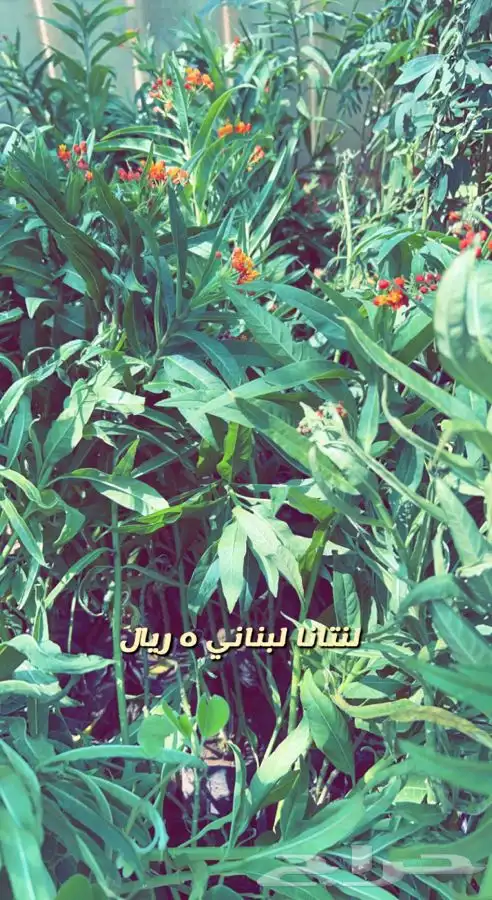 شتلات واشجار مثمره ومزهره. وورد موسمي باسعار مخفضه 13