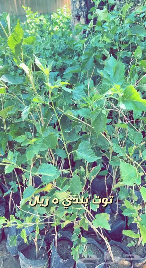 شتلات واشجار مثمره ومزهره. وورد موسمي باسعار مخفضه 9