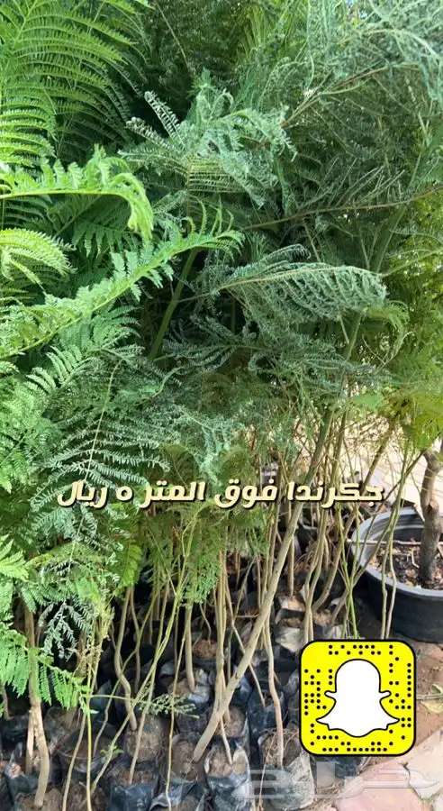 شتلات واشجار مثمره ومزهره. وورد موسمي باسعار مخفضه 3