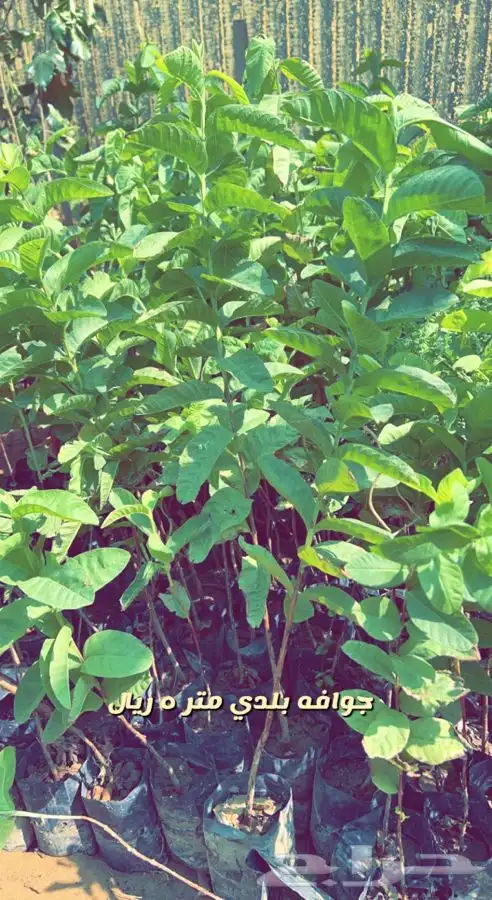 شتلات واشجار مثمره ومزهره. وورد موسمي باسعار مخفضه 15