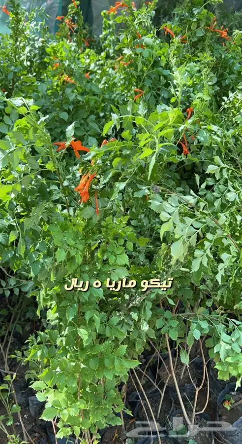 شتلات واشجار مثمره ومزهره. وورد موسمي باسعار مخفضه 11