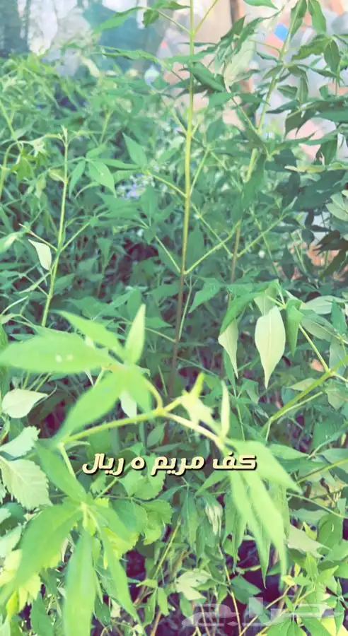 شتلات واشجار مثمره ومزهره. وورد موسمي باسعار مخفضه 8