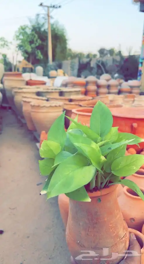 شتلات واشجار مثمره ومزهره. وورد موسمي باسعار مخفضه 1