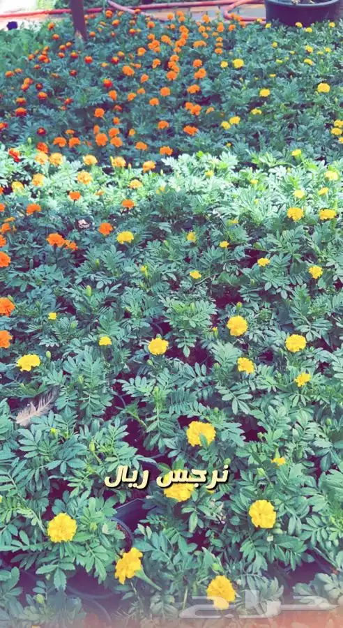 شتلات واشجار مثمره ومزهره. وورد موسمي باسعار مخفضه 4