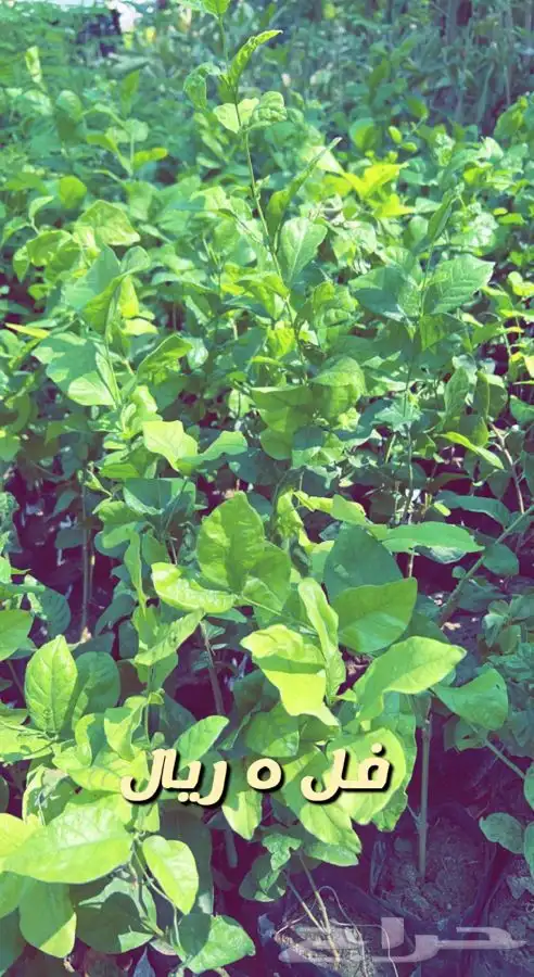 شتلات واشجار مثمره ومزهره. وورد موسمي باسعار مخفضه 7