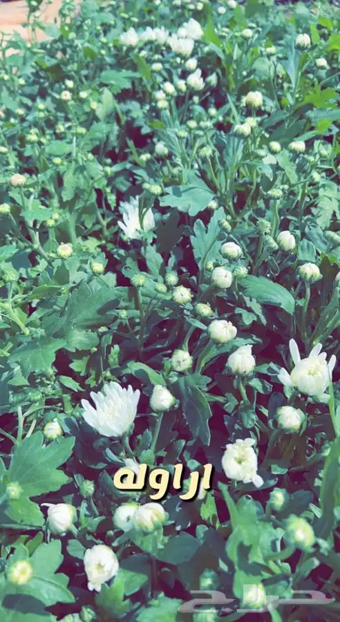 شتلات واشجار مثمره ومزهره. وورد موسمي باسعار مخفضه 16