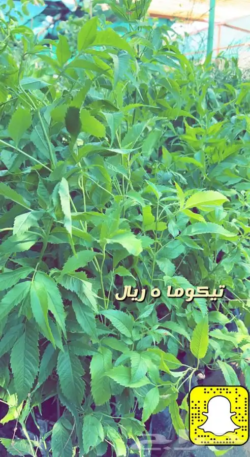 شتلات واشجار مثمره ومزهره. وورد موسمي باسعار مخفضه 24