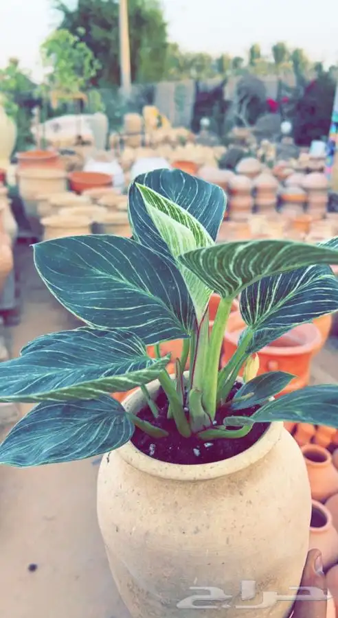 شتلات واشجار مثمره ومزهره. وورد موسمي باسعار مخفضه 0