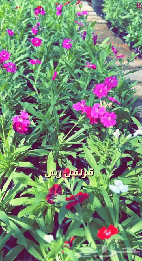 شتلات واشجار مثمره ومزهره. وورد موسمي باسعار مخفضه 17