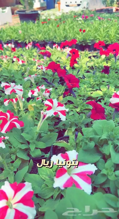 شتلات واشجار مثمره ومزهره. وورد موسمي باسعار مخفضه 18