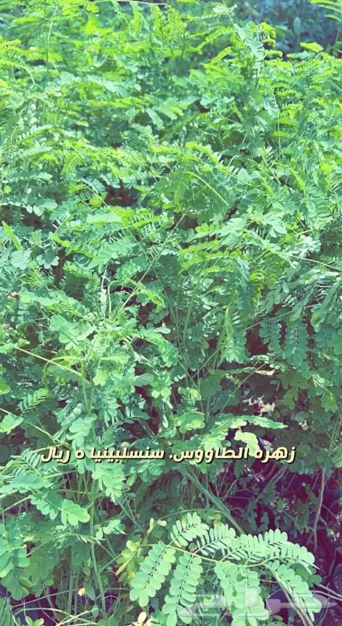 شتلات واشجار مثمره ومزهره. وورد موسمي باسعار مخفضه 6