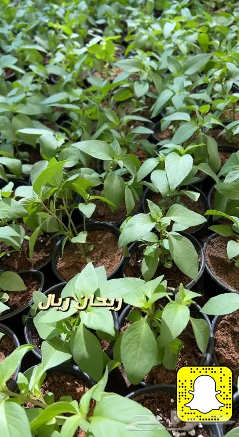 شتلات واشجار مثمره ومزهره. وورد موسمي باسعار مخفضه 21