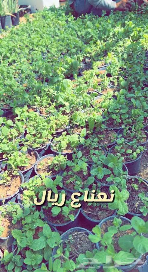 شتلات واشجار مثمره ومزهره. وورد موسمي باسعار مخفضه 5