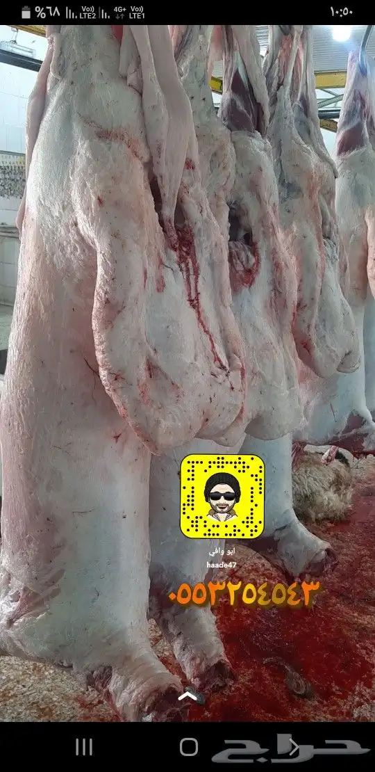 ذبايح هرافي وتيوس 10